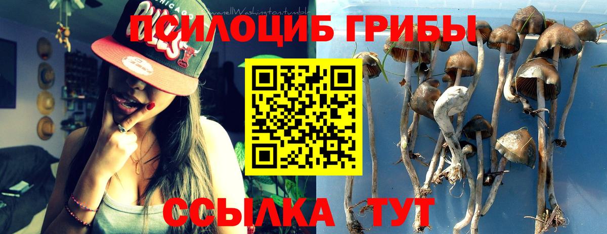 Псилоцибиновые грибы GOLDEN TEACHER Прохладный